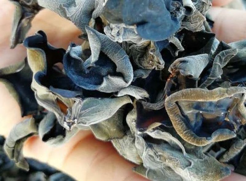 黑木耳一级