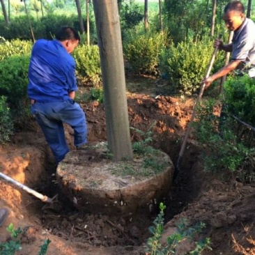 栾树14~16cm14~16cm3.5~4米