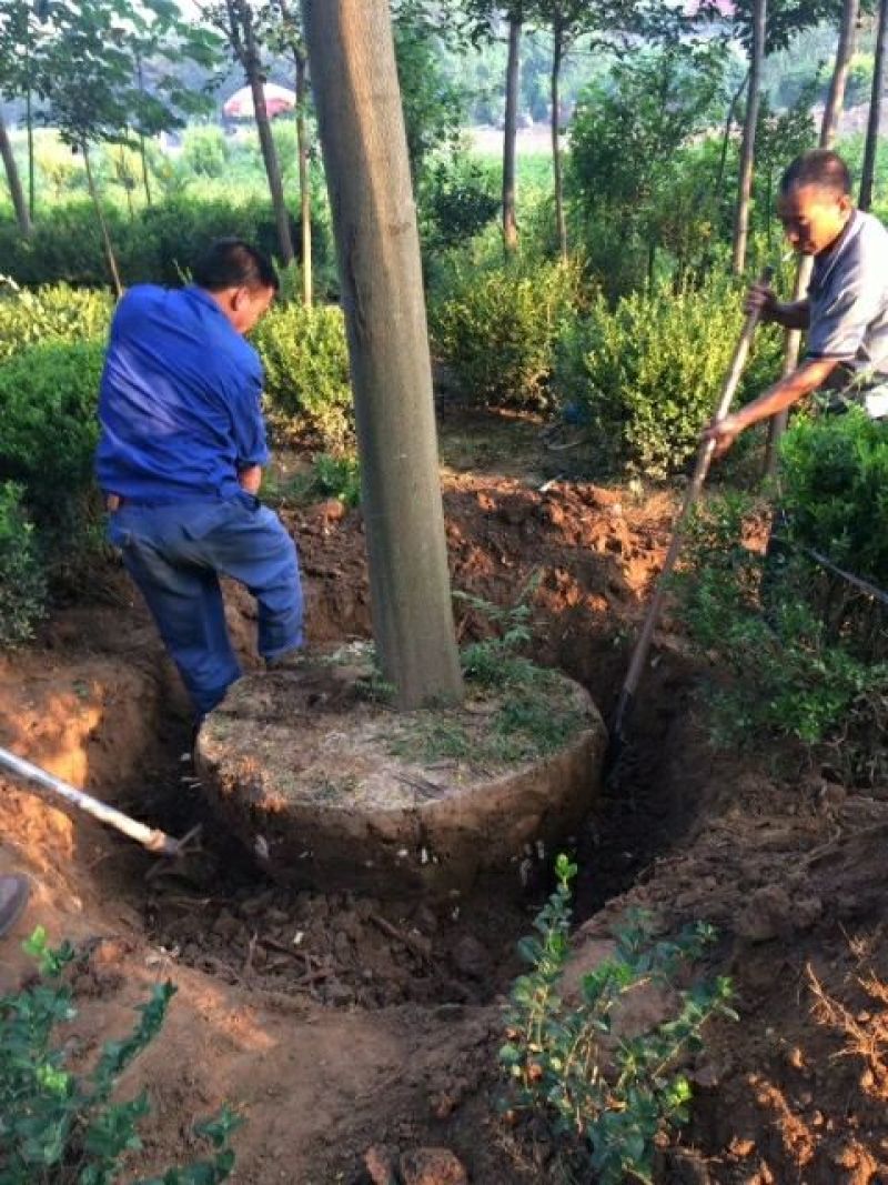 栾树14~16cm14~16cm3.5~4米