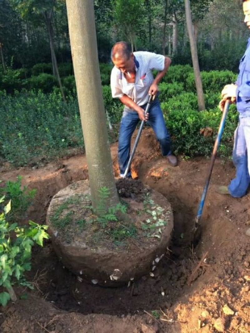 栾树14~16cm14~16cm3.5~4米