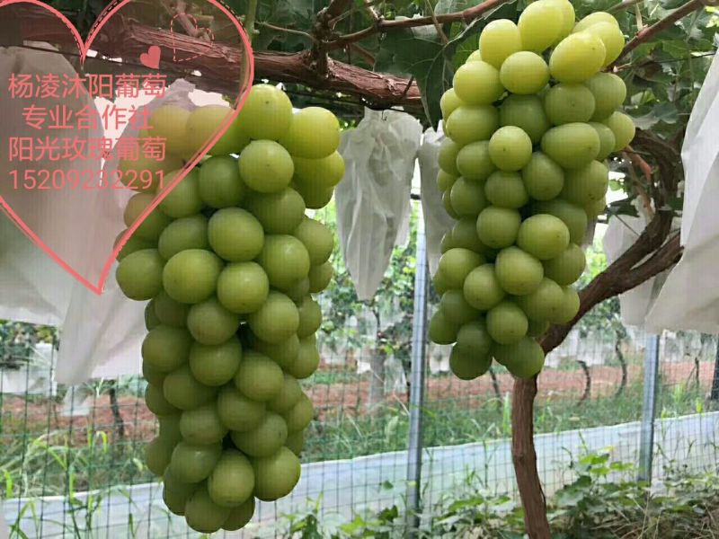 阳光玫瑰葡萄苗扦插苗保证苗子质量纯提供技术