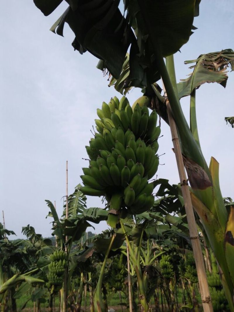 粉蕉八成熟