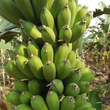 粉蕉八成熟
