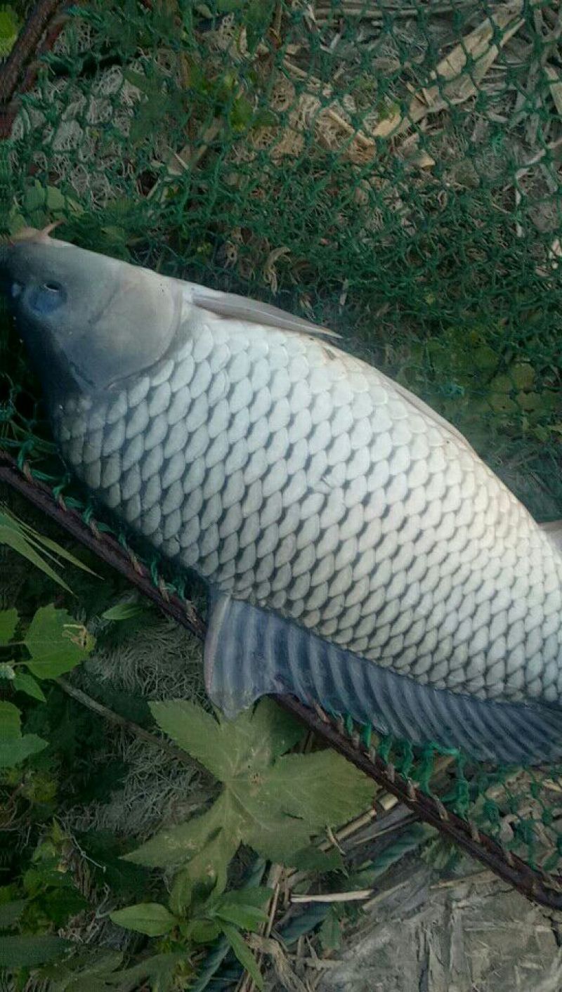 池鲤鱼1~2公斤食用