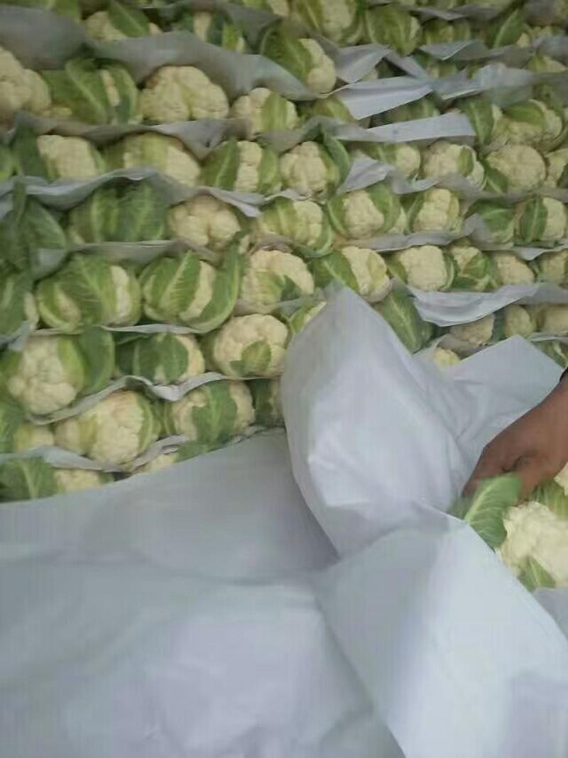 【花菜】白面青梗花菜2~3斤个头均匀量大从优坏烂包赔