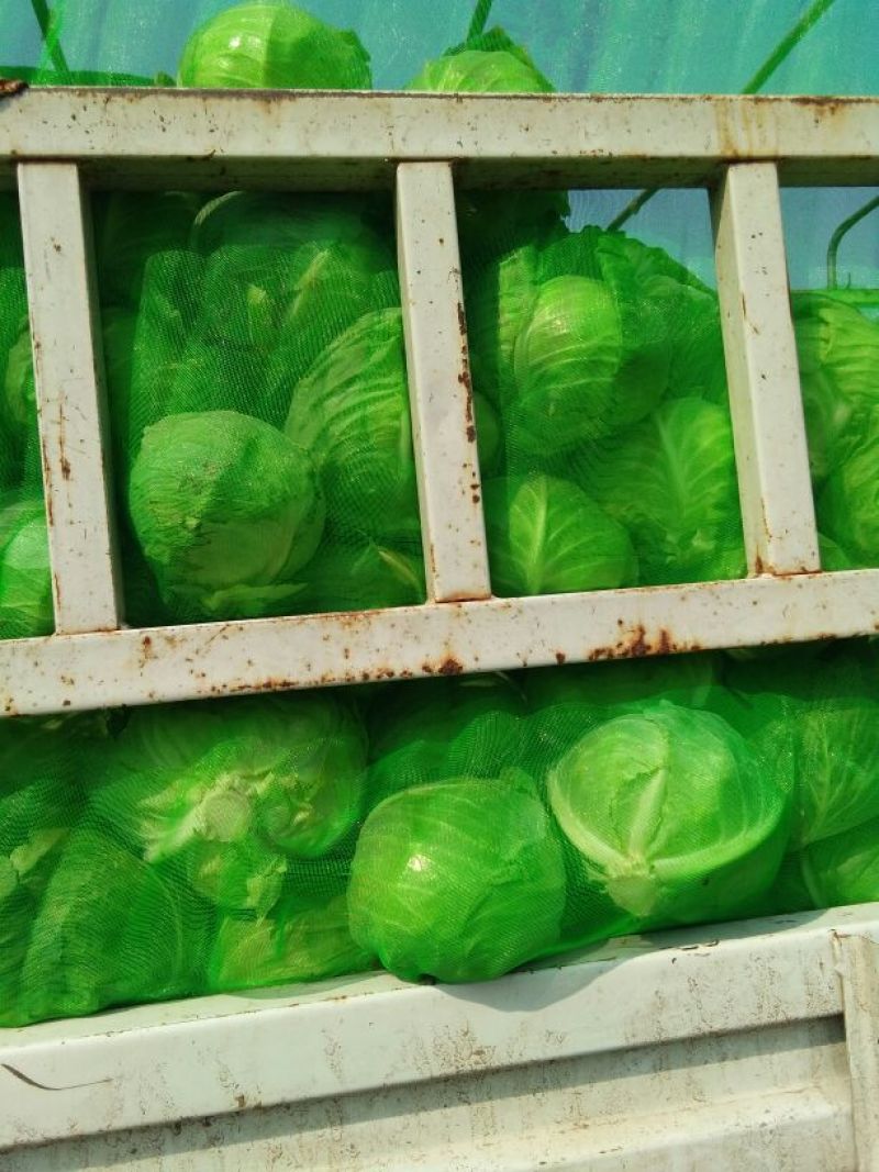 圆包菜地头采摘当天上车，对接农户产地直发！各种规格包装