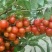 优质钙果苗两年钙果苗食用果兼观赏用