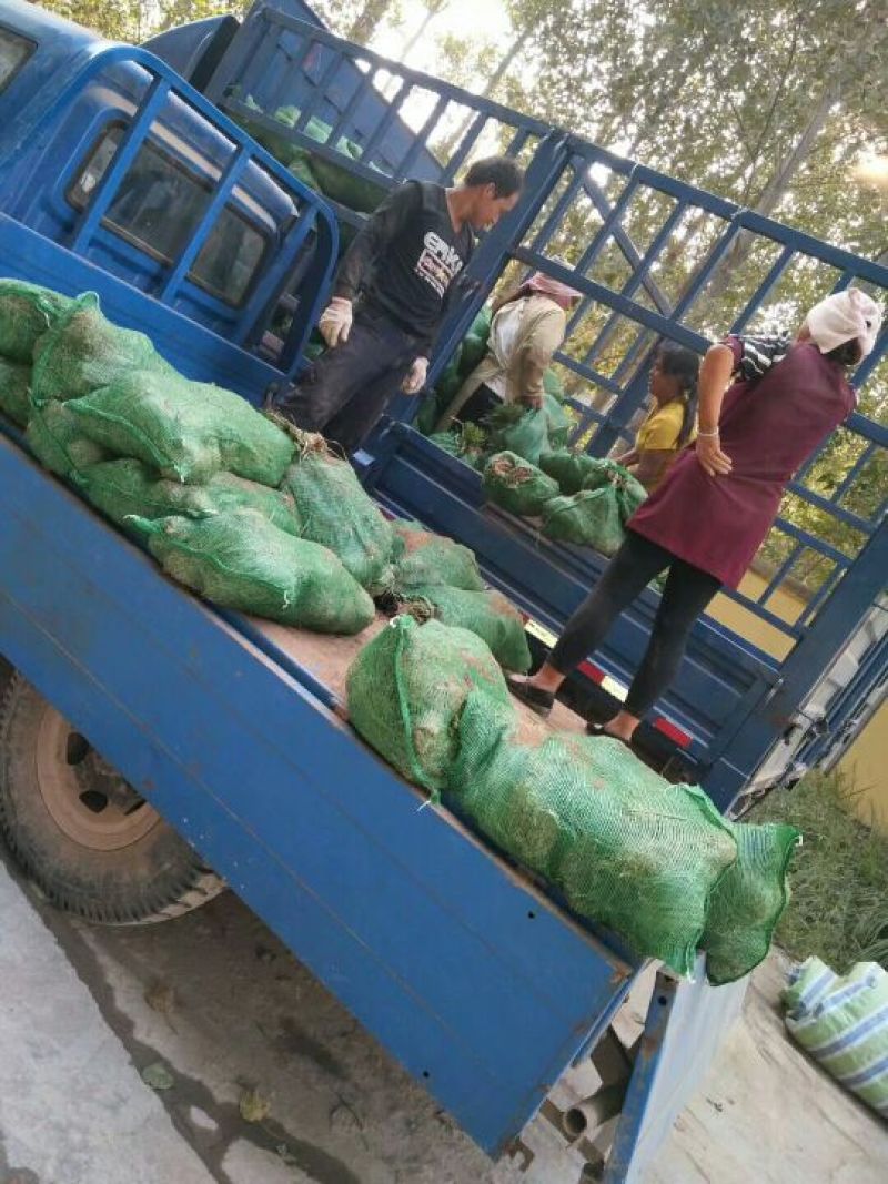 麦冬绿化工程苗草坪草皮现起苗现发货