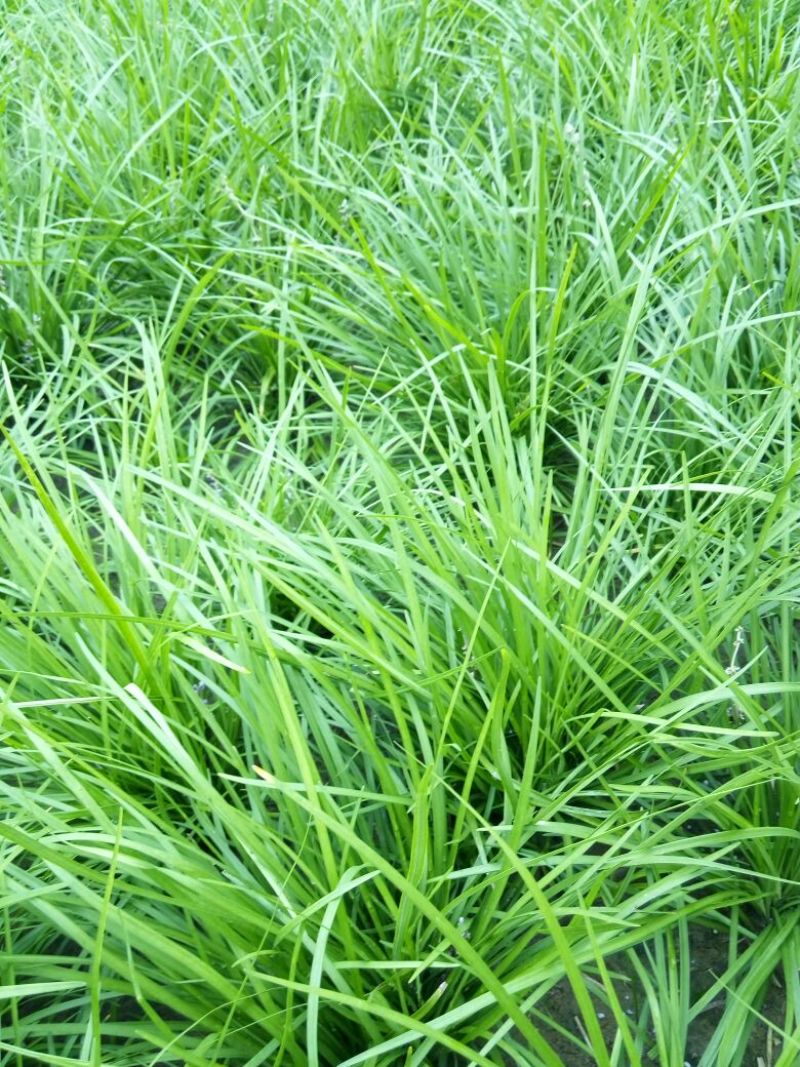 麦冬绿化工程苗草坪草皮现起苗现发货