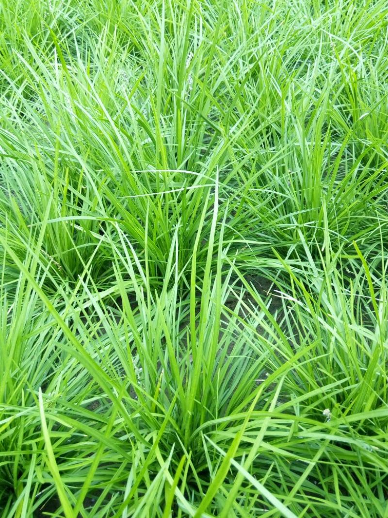 麦冬绿化工程苗草坪草皮现起苗现发货