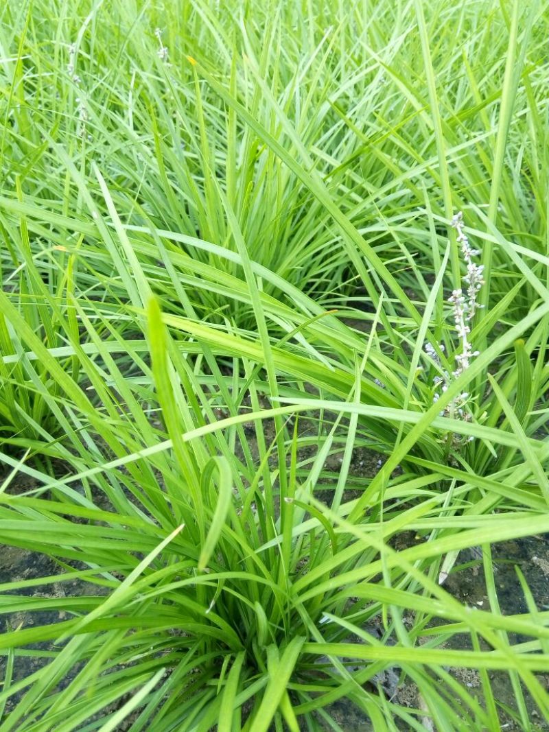 麦冬绿化工程苗草坪草皮现起苗现发货