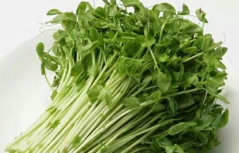 豆苗营养袋苗