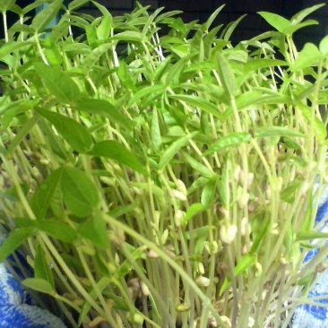 豆苗营养袋苗