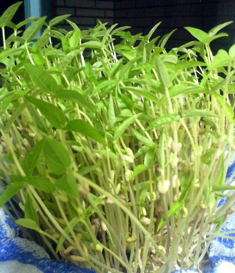 豆苗营养袋苗