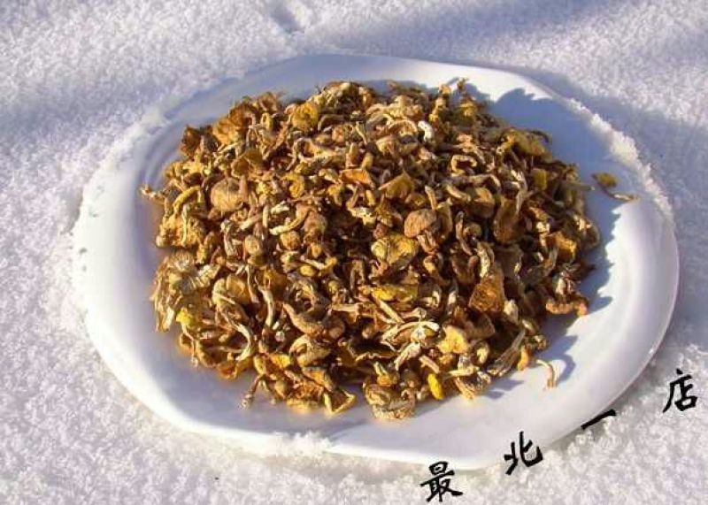 松蘑