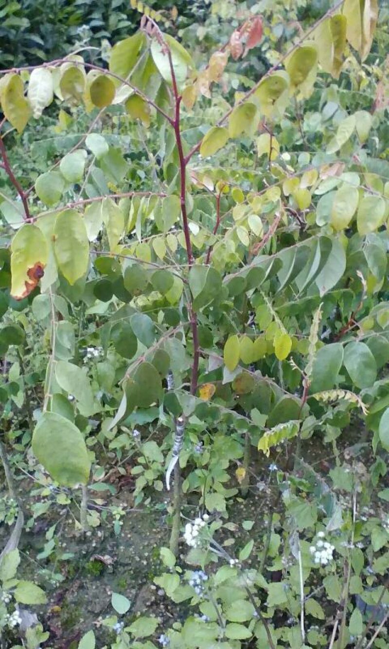 杨桃苗