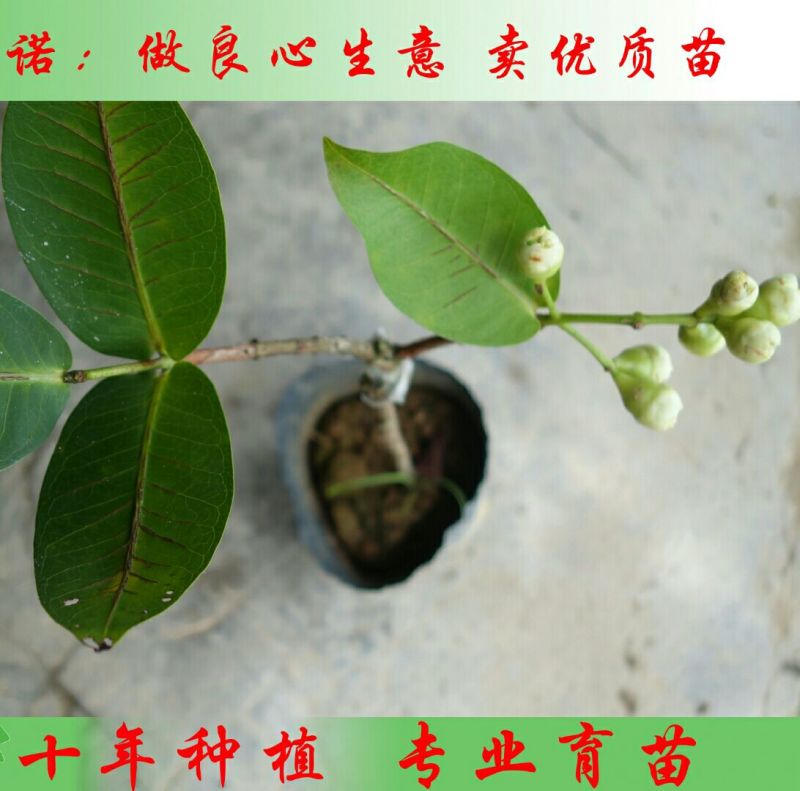 莲雾种苗大叶红莲雾