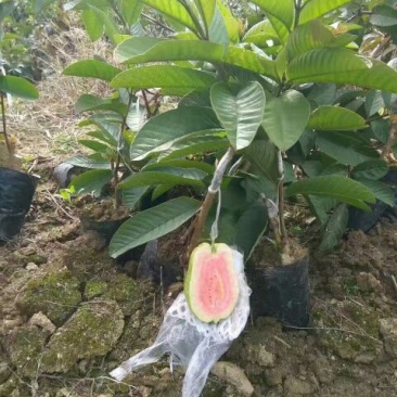西瓜番石榴苗30~50cm红宝石芭乐30_50