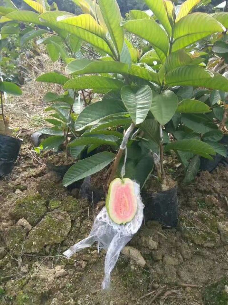 西瓜番石榴苗30~50cm红宝石芭乐30_50