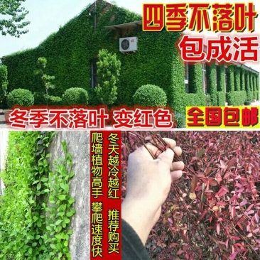 扶芳藤5cm以上