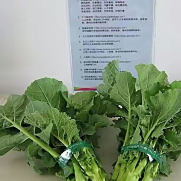 油菜苔20~30厘米