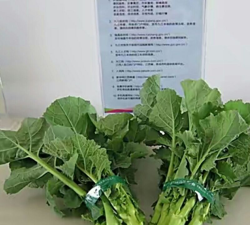 油菜苔20~30厘米