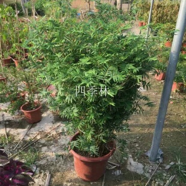 凤尾竹6cm以上2米以下