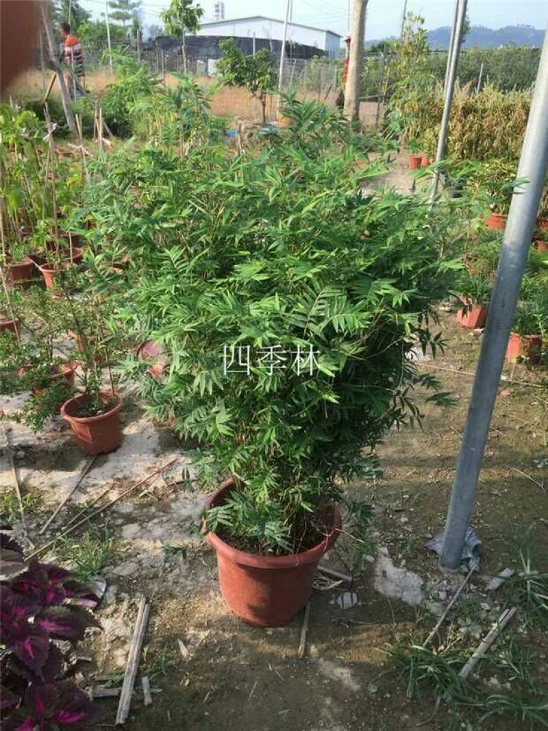 凤尾竹6cm以上2米以下