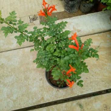凌霄凌霄小盆景包邮爬藤植物