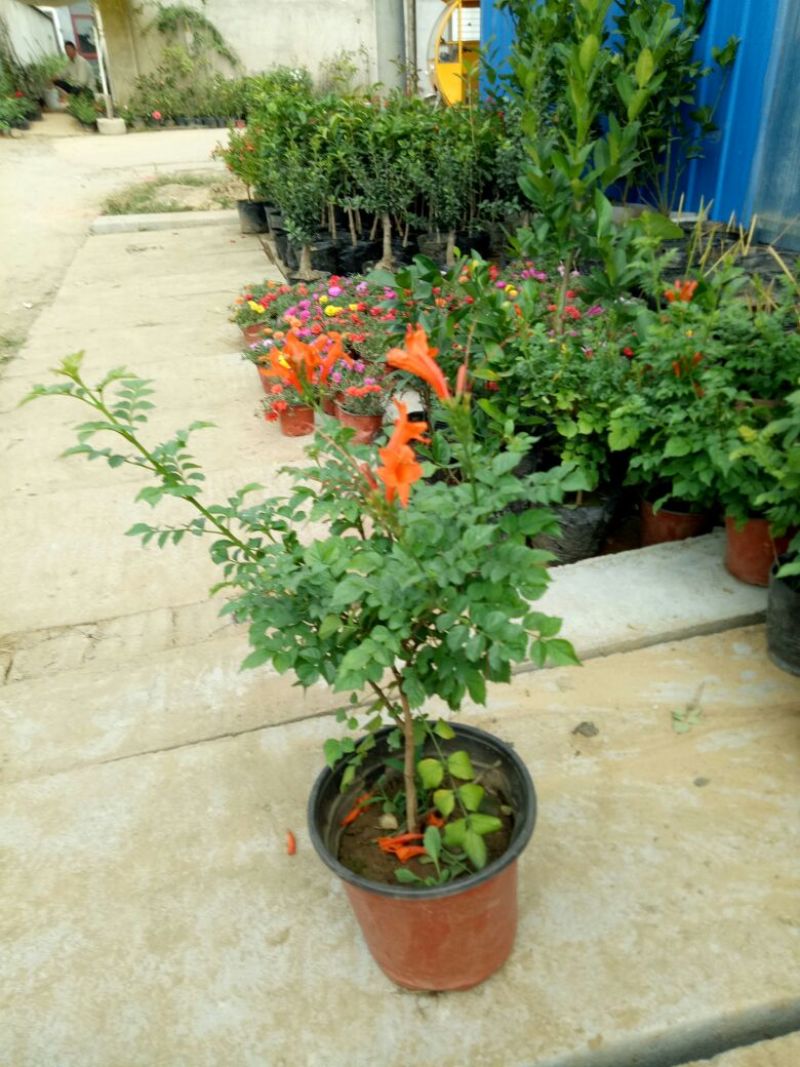 凌霄凌霄小盆景包邮爬藤植物