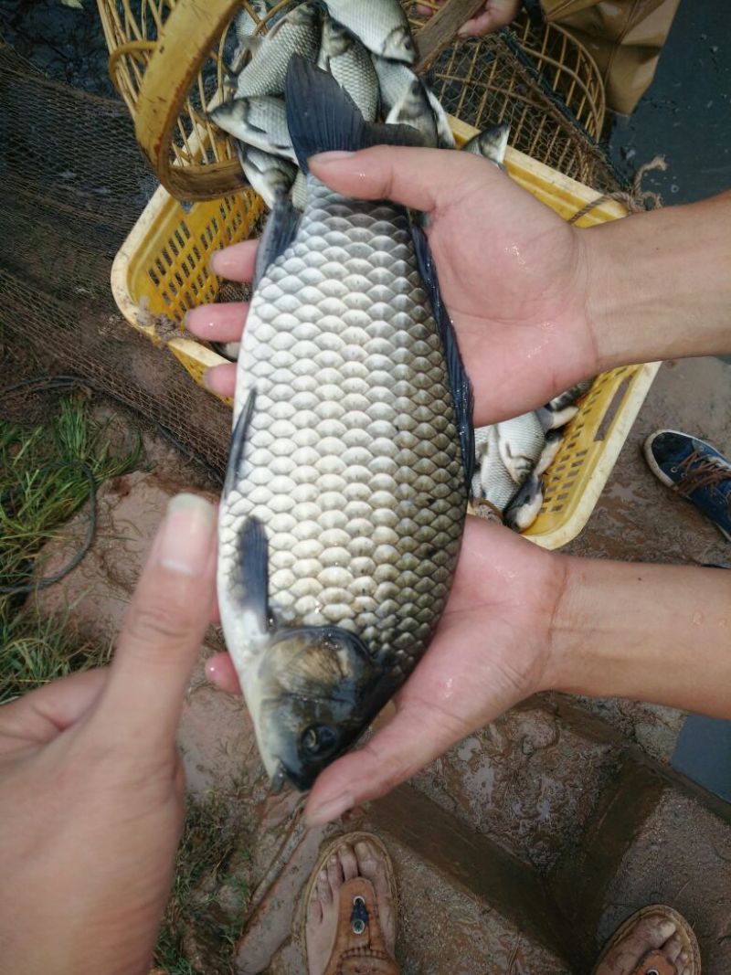 鲫鱼垂钓