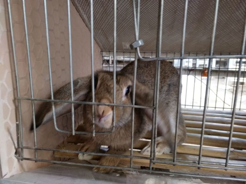 新美系獭兔伊拉兔