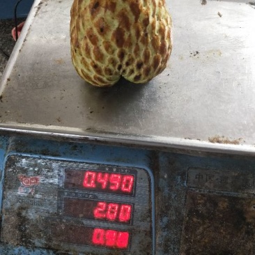释迦苗70~90cm