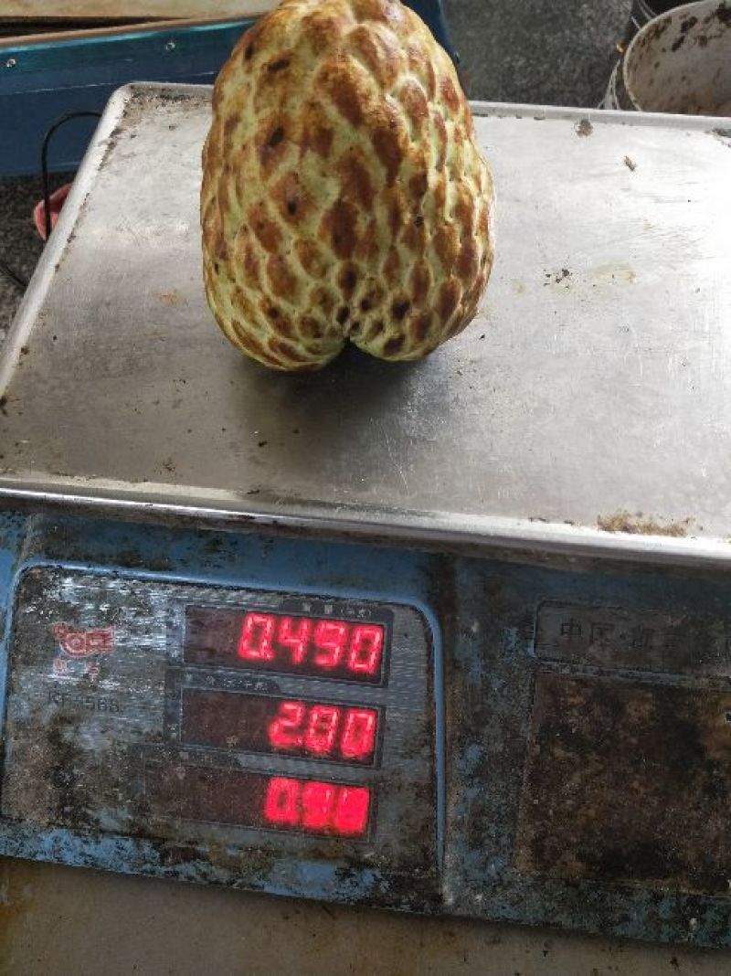 释迦苗70~90cm