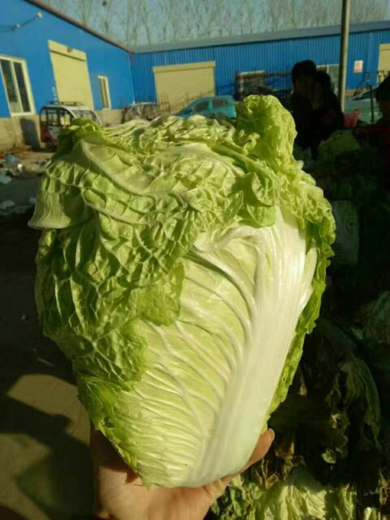 白菜。夏阳白产地直供质量保证小颗2~3斤净菜