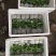 百香果苗甜百香果种苗