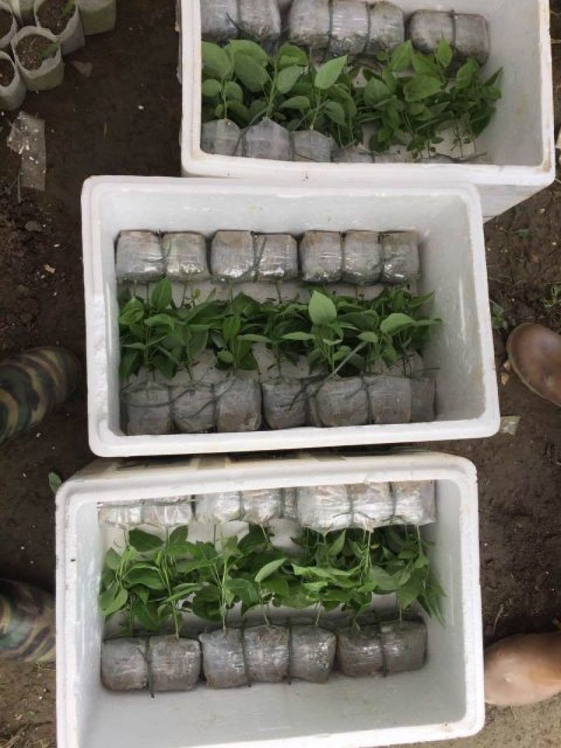 百香果苗甜百香果种苗