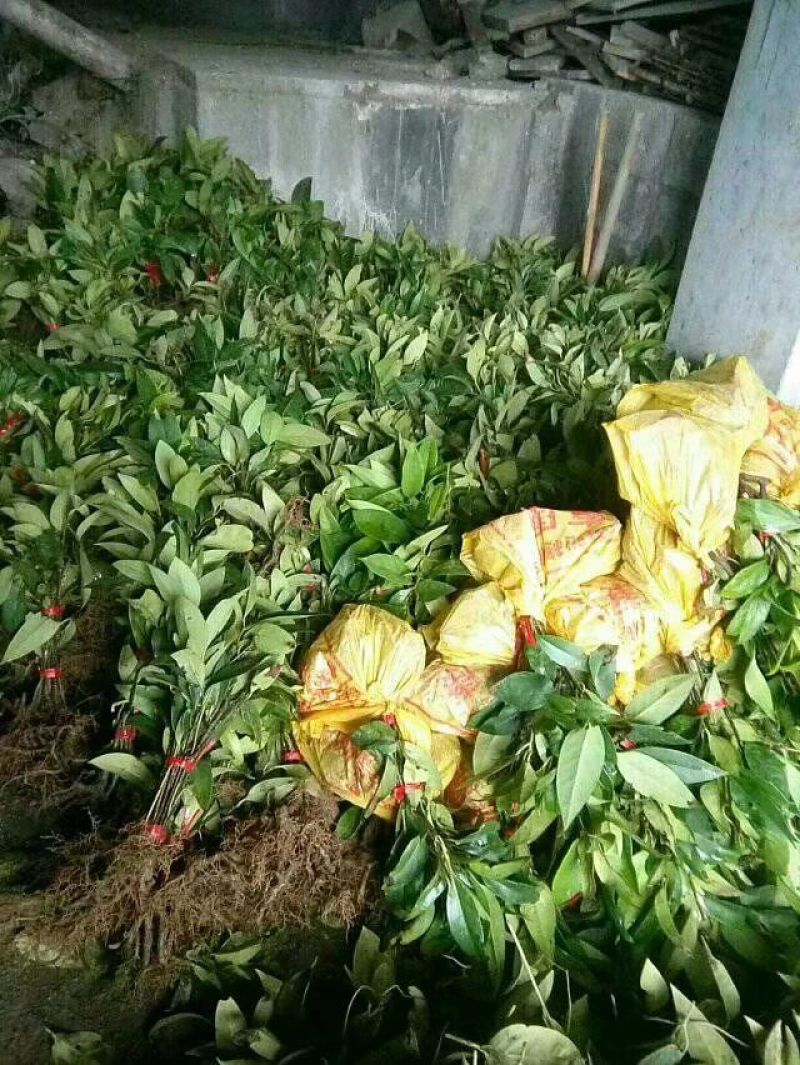 黑老虎布福娜苗批发