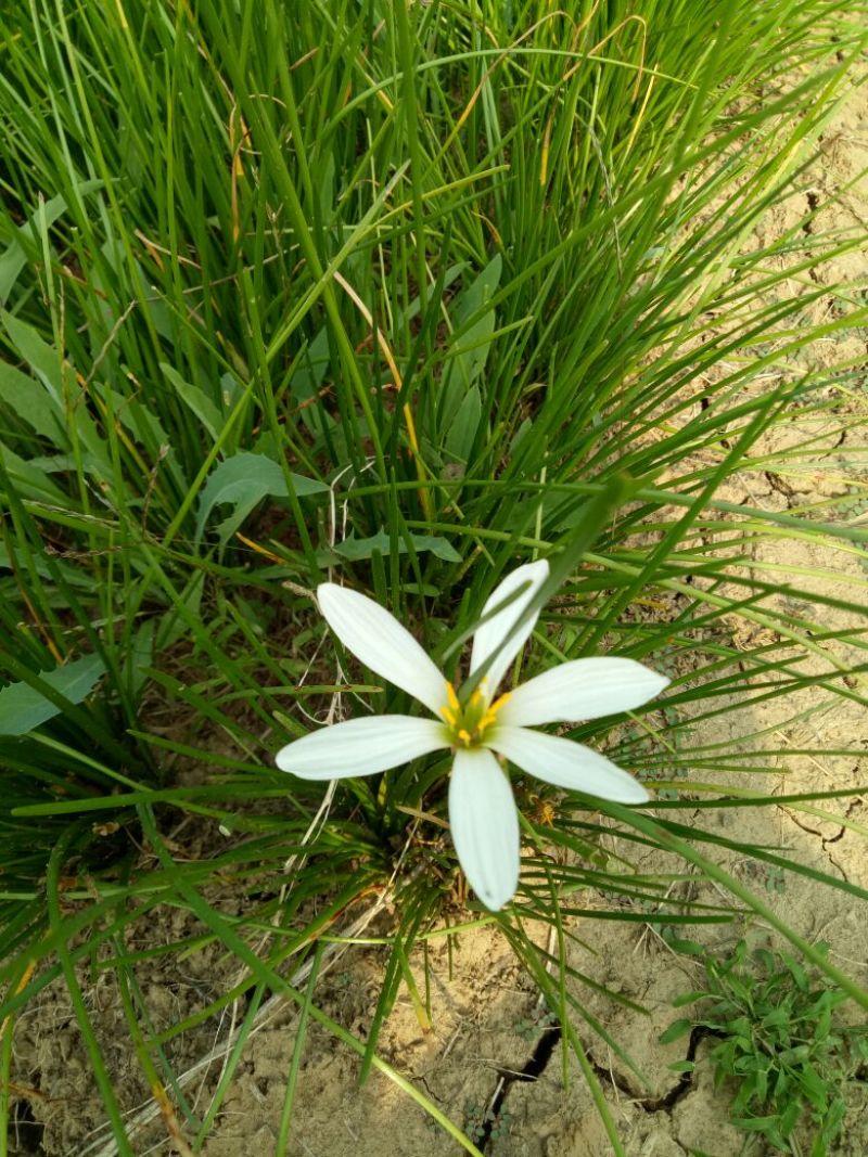 宿根花卉葱兰，葱兰小苗，