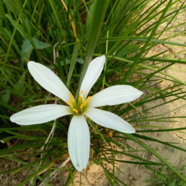 宿根花卉葱兰，葱兰小苗，