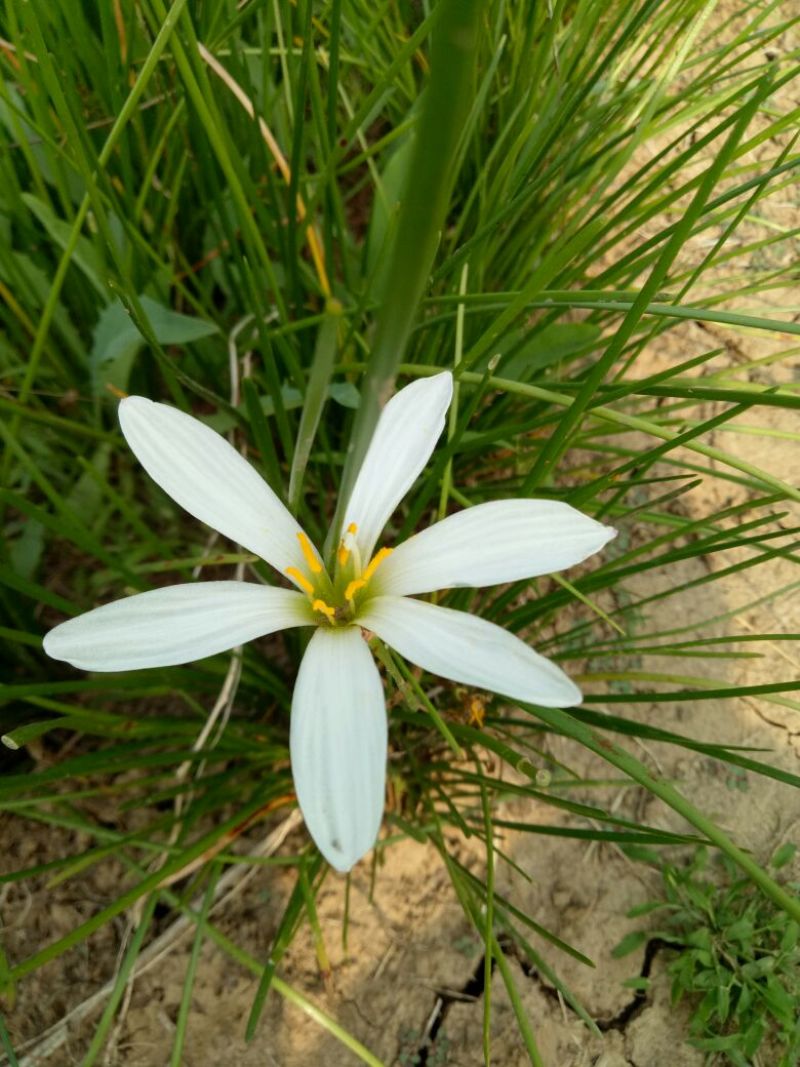 宿根花卉葱兰，葱兰小苗，