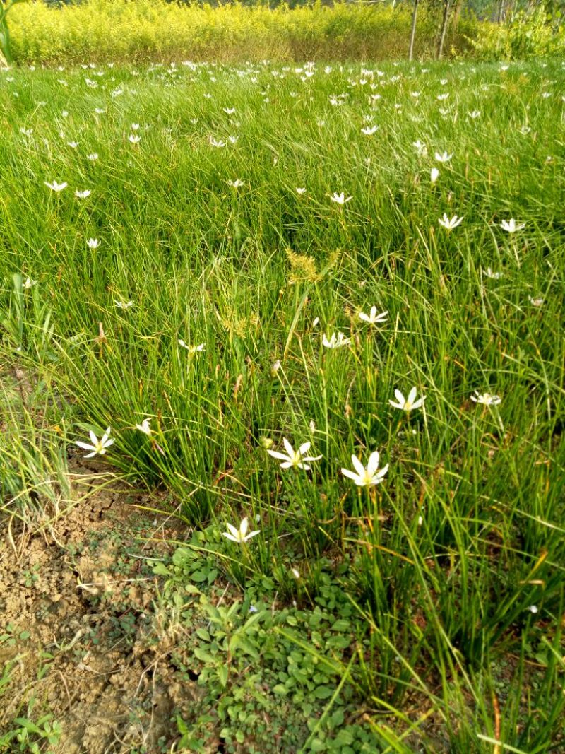 宿根花卉葱兰，葱兰小苗，
