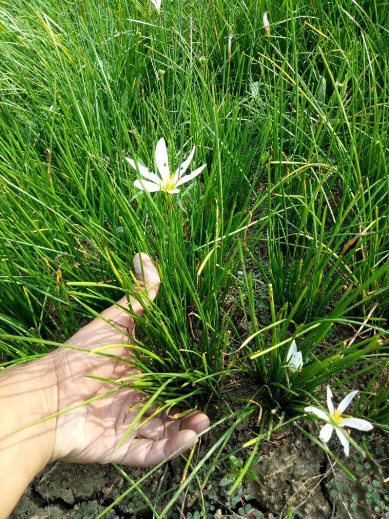宿根花卉葱兰，葱兰小苗，