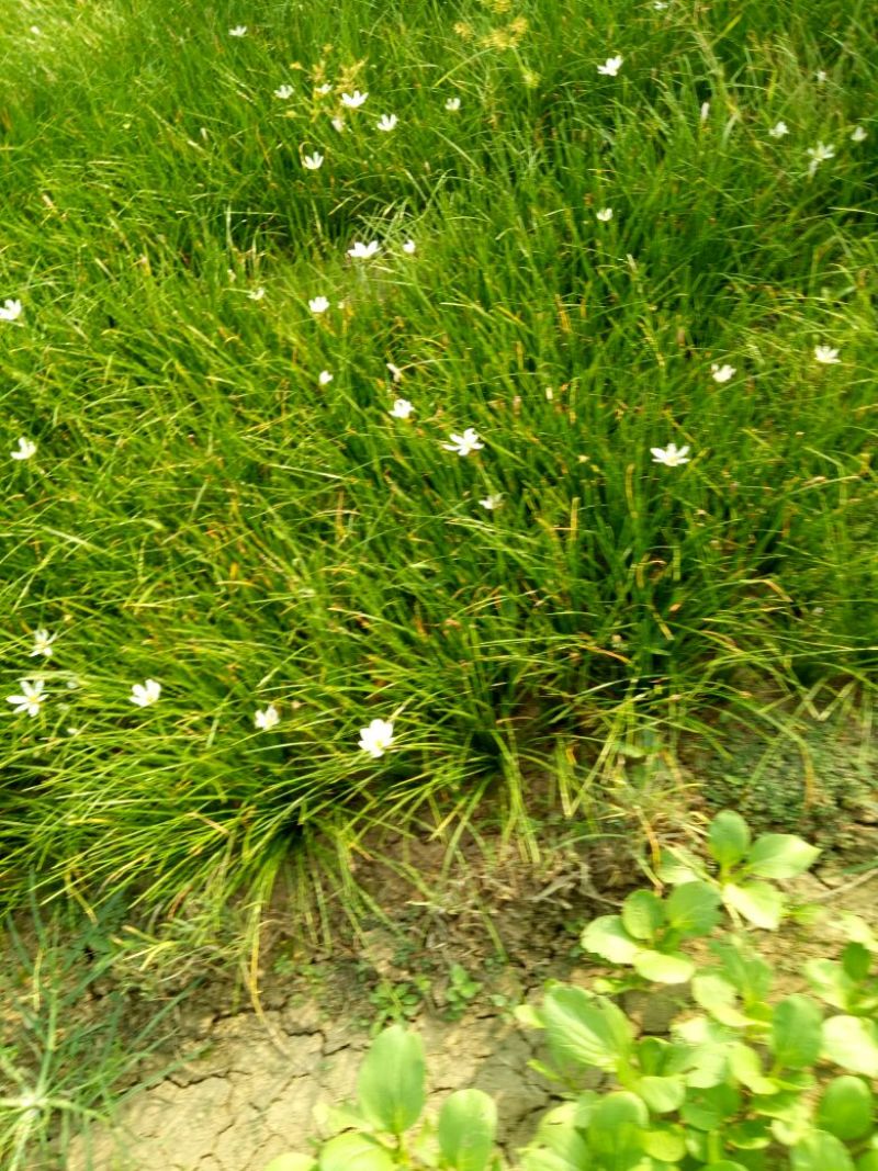 宿根花卉葱兰，葱兰小苗，