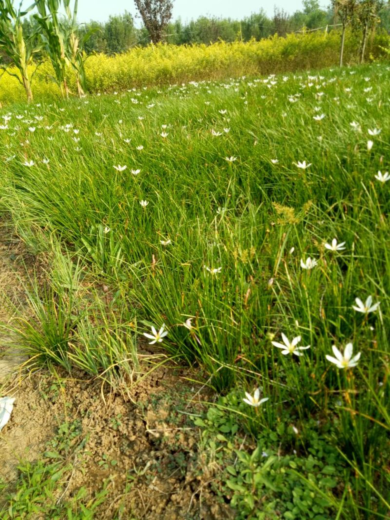 宿根花卉葱兰，葱兰小苗，