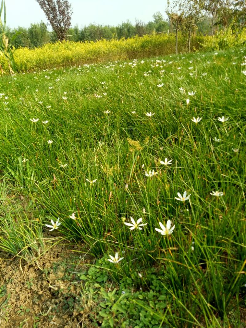 宿根花卉葱兰，葱兰小苗，