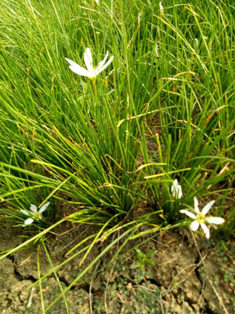 宿根花卉葱兰，葱兰小苗，