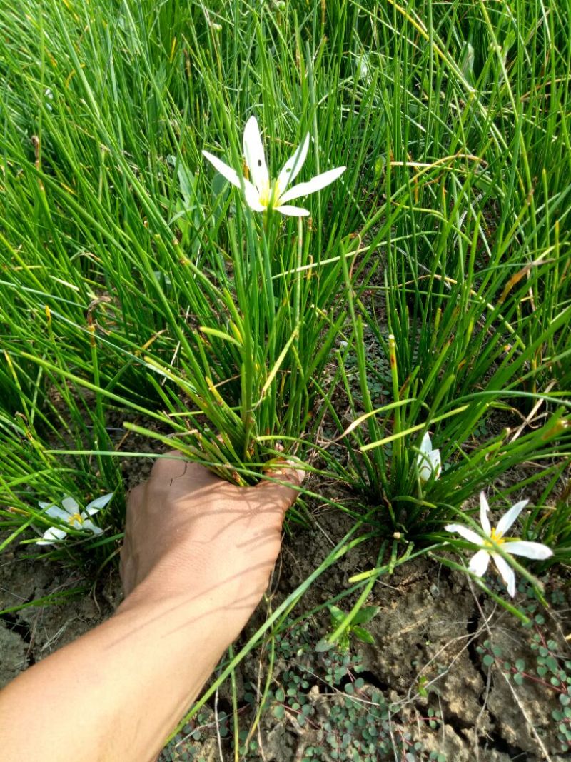 宿根花卉葱兰，葱兰小苗，