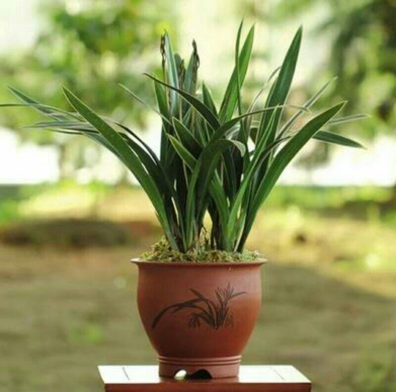 墨兰