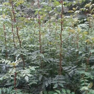 狮子头，大红袍花椒苗1~2年